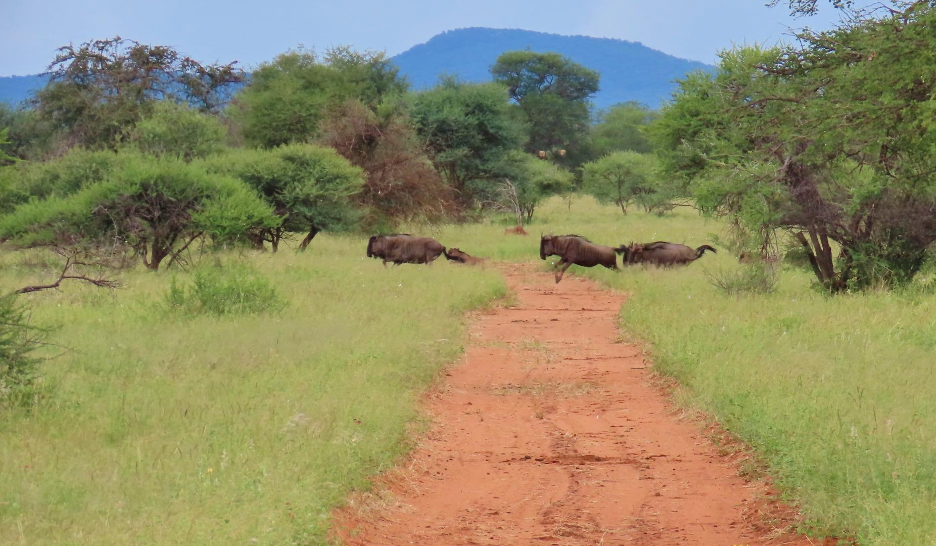 Farm for Sale - Limpopo
