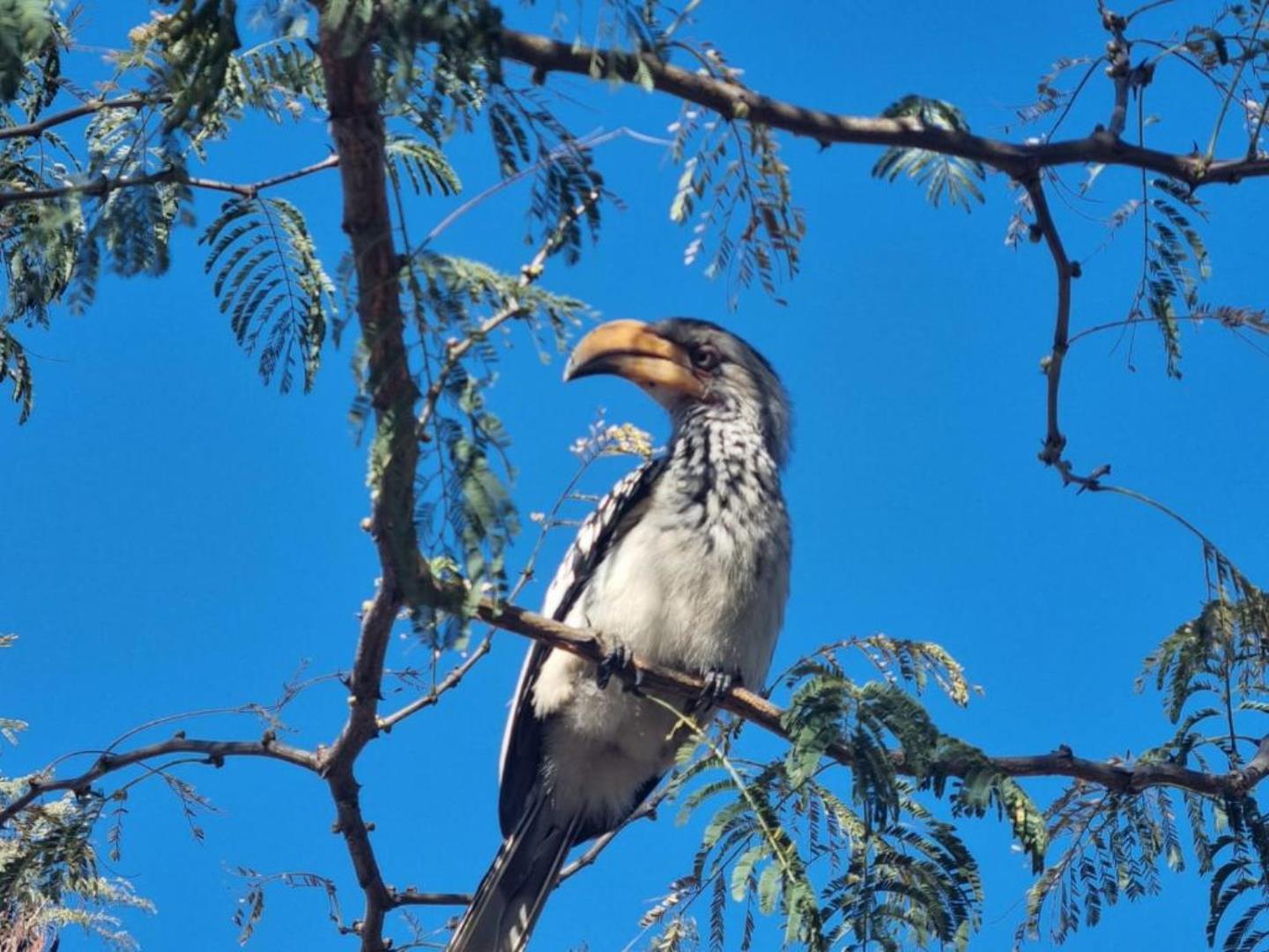 757496_HORNBILL.jpg